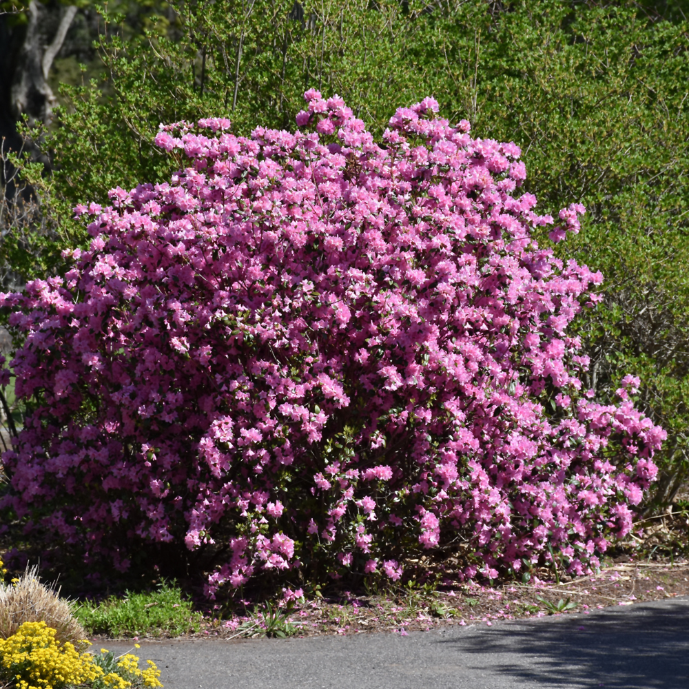 Rhododendron – PJM Elite – #3 Container